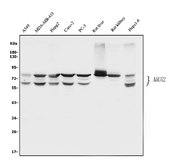 Anti-BCRP/ABCG2 Antibody