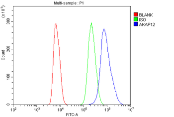 Anti-AKAP12 Antibody