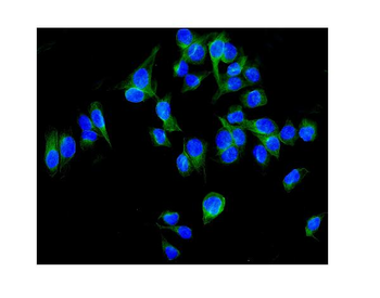Anti-ALDH1L1 Antibody