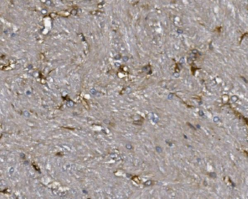Anti-ALDH1L1 Antibody