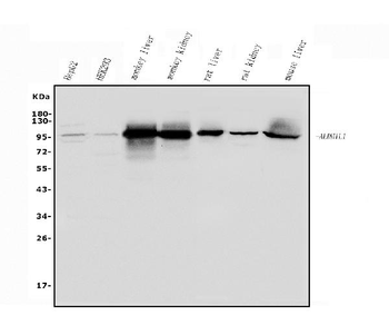 Anti-ALDH1L1 Antibody
