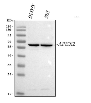 APEX2 Antibody