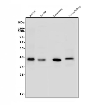 Anti-ARG2 Antibody