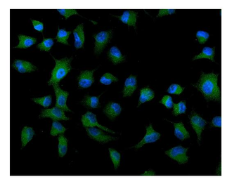 Anti-ATG9A Antibody