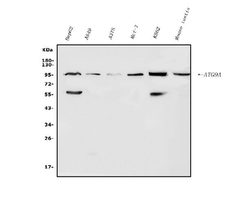 Anti-ATG9A Antibody