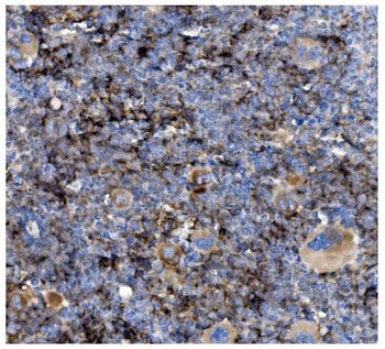 Anti-CD82 Antibody