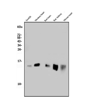 Anti-MitoNEET/CISD1 Antibody