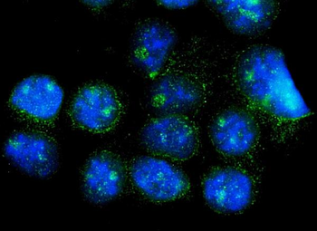 Anti-CISD2 Antibody