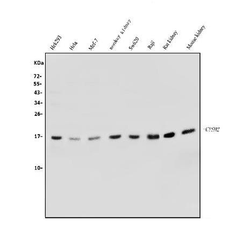 Anti-CISD2 Antibody