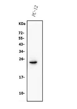 Anti-Claudin 3/CLDN3 Antibody