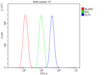 Anti-Clathrin heavy chain/CLTC Antibody