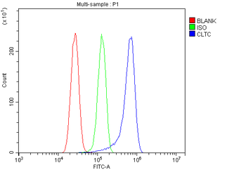 Anti-Clathrin heavy chain/CLTC Antibody