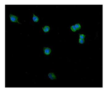Anti-Clathrin heavy chain/CLTC Antibody