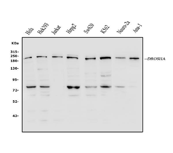 Anti-DROSHA Antibody