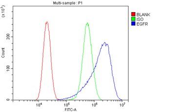 EGFR Antibody