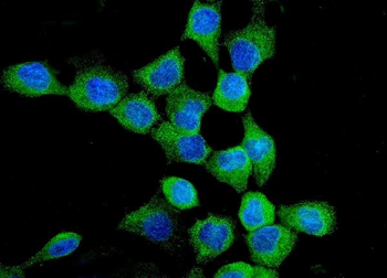 EGFR Antibody