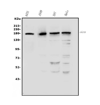EGFR Antibody