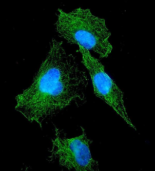FLT1 Antibody