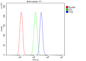 c-Fos/FOS Rabbit Polyclonal Antibody