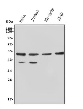 c-Fos/FOS Rabbit Polyclonal Antibody