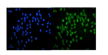 Anti-GATA2 Antibody
