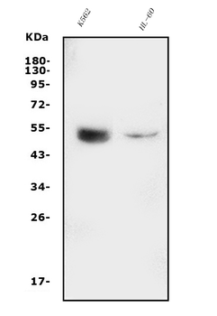 Anti-GATA2 Antibody