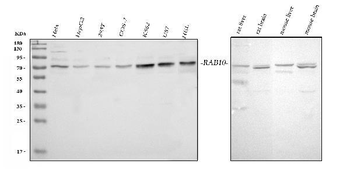 Anti-GRB10 Antibody