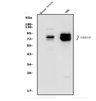 Anti-GRB10 Antibody