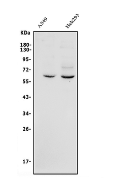 Anti-GRB14 Antibody