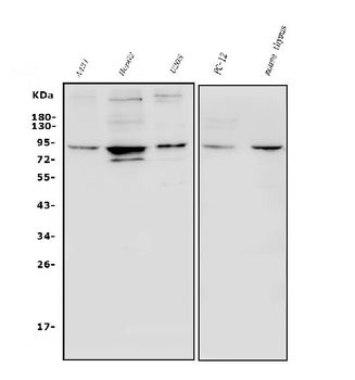 Anti-HIF-1 alpha/HIF1A Antibody