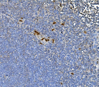 Anti-JUNB Antibody