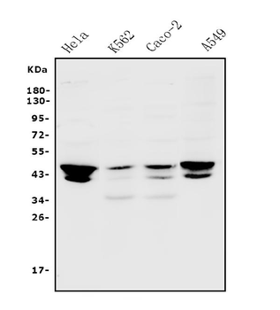 Anti-JUNB Antibody