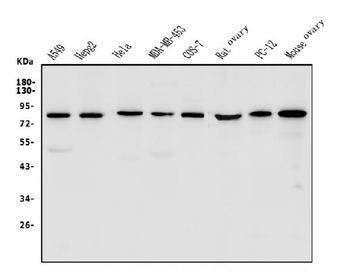 Anti-LPP Antibody