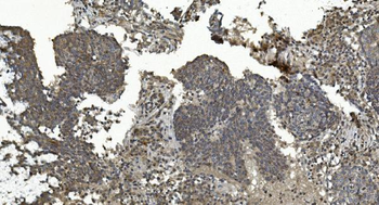 Anti-ERK5/MAPK7 Antibody