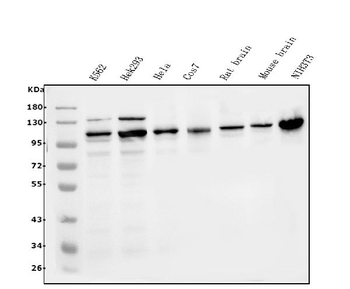 Anti-ERK5/MAPK7 Antibody