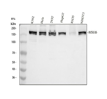Anti-MSH6 Antibody