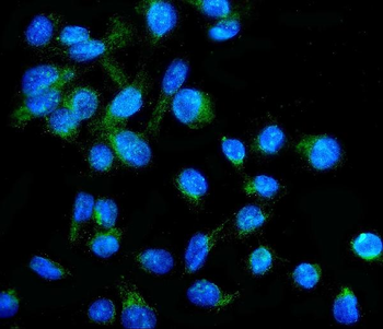 Anti-NFE2L2 Antibody