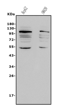 Anti-NFE2L2 Antibody