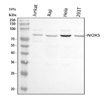 Anti-NOX5 Antibody