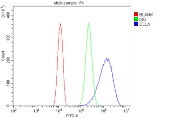 Occludin/OCLN Antibody