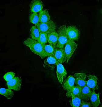 Anti-Occludin/OCLN Antibody