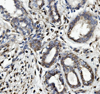 Anti-Occludin/OCLN Antibody