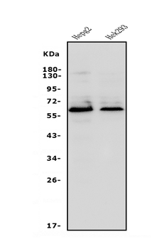 Anti-Occludin/OCLN Antibody