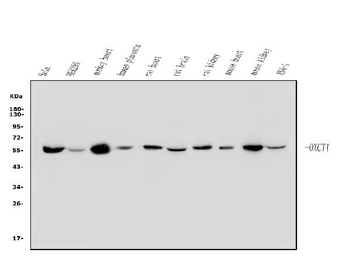 Anti-OXCT1/SCOT Antibody