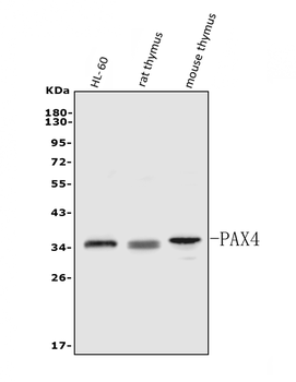 Anti-PAX4 Antibody