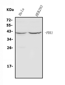 Anti-PDX1 Antibody
