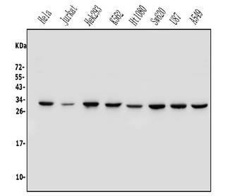 Anti-REA/PHB2 Antibody
