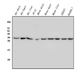 Anti-REA/PHB2 Antibody