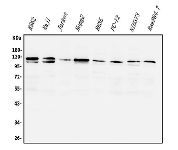 Anti-PI3K-gamma/PIK3CG Antibody
