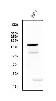 Anti-PTCH2 Antibody